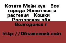 Котята Мейн кун - Все города Животные и растения » Кошки   . Ростовская обл.,Волгодонск г.